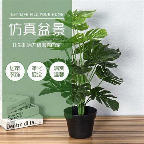 闊葉盆栽|闊葉綠植盆栽有哪些 室內常綠闊葉盆栽種類及圖片